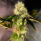 Семена сорта Banana Rapids fem (Dr. Krippling Seeds)