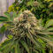 Семена сорта Gorilla Glue × Lemon Haze (7CH Seeds & Cali Buds Seeds)