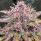 Семена сорта Guava Auto RF3 fem (FastBuds)