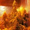 Семена сорта Hashberry reg (Mandala Seeds)