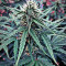 Семена сорта Cheese Berry fem