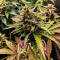 Семена сорта OG Kush Auto fem (Семяныч)