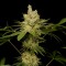 Семена сорта Sweet Black Angel fem (Samsara Seeds)