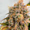 Семена сорта The White Fire OG fem (Seedkeepers)