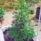Семена сорта White Russian reg (Serious Seeds)