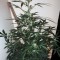 Семена сорта Wipeout Express Auto fem (Heavyweight Seeds)