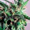 Семена сорта PolarLight #3 Auto fem