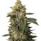 Семена сорта Grease Monkey Autoflower fem (Easy Grow Seeds)