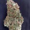 Семена сорта Afgooey fem (Strain Hunters)