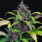 Семена сорта Auto Blackberry Kush fem (Dutch Passion)