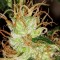 Семена сорта Blueberry Cheesecake fem (Female Seeds)