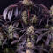 Семена сорта Strawberry Gorilla Auto RF3 fem (FastBuds)