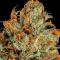 Семена сорта Ultimate Bubba Auto fem (Семяныч)