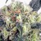 Семена конопли Snow Bud