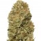 Семена сорта Blue Dream Auto fem (Humboldt Seeds)