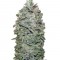 Семена сорта Sweet Soma fem (00 Seeds)