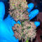 Семена сорта Zkittlez × Gorilla Glue fem (7CH Seeds & Cali Buds Seeds)