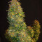 Семена сорта CBD Auto White Widow fem (Dutch Passion)