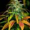 Семена сорта Durban Poison Auto fem (Семяныч)