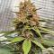 Семена сорта OG Kush Auto fem (Семяныч)