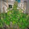 Семена сорта Super Silver fem (Dinafem Seeds)