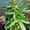 Семена сорта Supreme CBD Lemon OG Automatic fem