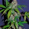 Семена сорта White Lemon fem (Strain Hunters)