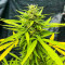 Семена сорта Original Moby Dick Auto fem (FastBuds)