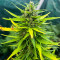 Семена сорта Original Moby Dick Auto fem (FastBuds)