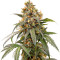 Семена сорта Papaya Zoap F1 Fast Version fem (Sweet Seeds)