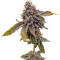 Семена сорта Sticky Sherbert GG fem (Seedkeepers)