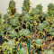 Семена сорта Bubba Kush fem