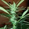 Семена сорта Critical Impact fem (Vision Seeds)