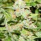 Семена сорта Gnomo Auto fem (Kannabia Seed Company)