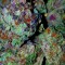 Семена сорта Grand Master Kush reg (Sumo Seeds)