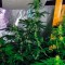Семена сорта Auto Hindu Kush fem (Bulk Seed Bank)