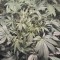 Семена сорта Krippleberry Auto fem (Dr. Krippling Seeds)