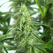 Семена сорта Sour Diesel Autoflowering fem (Dinafem Seeds)