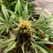 Семена сорта Super Glue #4 Auto fem (High Speed ​​Buds)