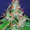 Семена сорта White Lemon fem (Strain Hunters)