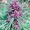 Семена сорта Purple #1 reg (Dutch Passion)