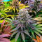 Семена сорта Mimosa × Orange Sherbet (7CH Seeds & Cali Buds Seeds)