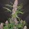 Семена сорта Auto Blackberry Kush fem (Dutch Passion)