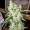 Семена сорта BCN Diesel Max Auto fem