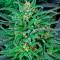 Семена сорта Biddy Early fem (Serious Seeds)