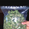 Семена сорта Auto Blueberry Banana fem (Anesia Seeds)