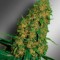 Семена сорта Love Peace fem (VIP Seeds)
