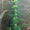 Семена сорта Moby Dick Autoflowering fem (Dinafem Seeds)