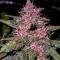 Семена сорта Green Poison Auto fem (Семяныч)