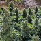 Семена сорта Sour Diesel #2 fem (Humboldt Seeds)